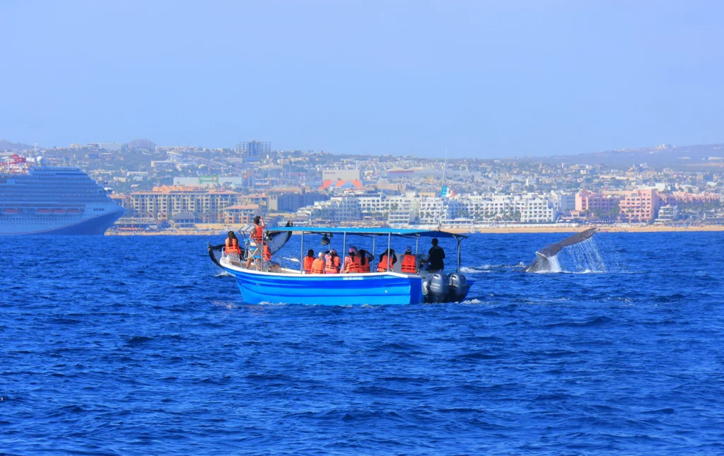 Paseo al Arco de Cabo San Lucas en Panga fondo de cristal