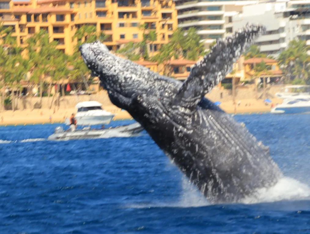 Avistamiento de ballenas Cabo San Lucas